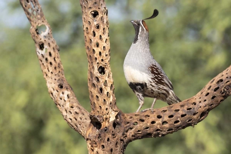 Picture of AZ, AMADO GAMBELS QUAIL ON CHOLLA SKELETON