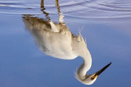 Picture of FL, EVERGLADES NP REFLECTION OF SNOWY EGRET