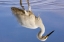 Picture of FL, EVERGLADES NP REFLECTION OF SNOWY EGRET