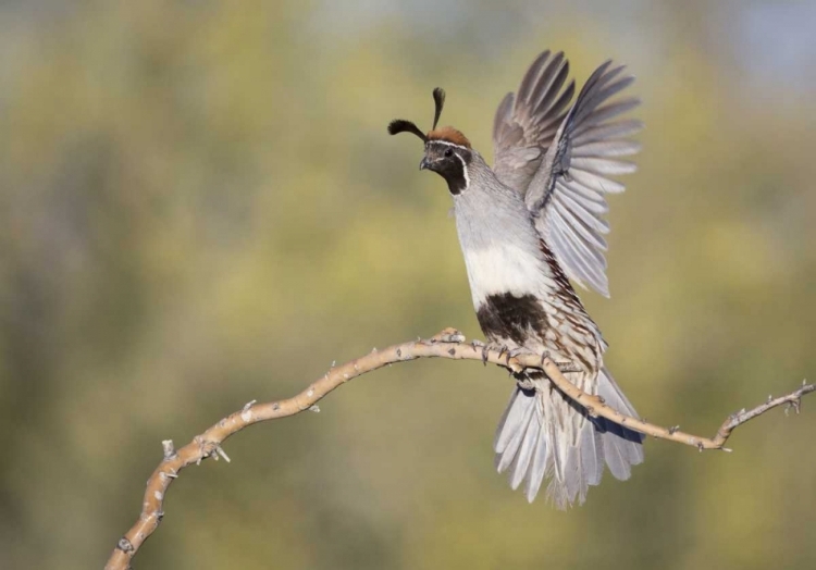 Picture of AZ, BUCKEYE FEMALE GAMBELS QUAIL ON BRANCH