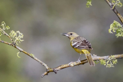 Picture of AZ, SANTA RITA MTS SCOTTS ORIOLE ON BRANCH