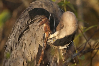 Picture of FL, EVERGLADES NP GREAT BLUE HERON PREENING