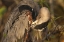 Picture of FL, EVERGLADES NP GREAT BLUE HERON PREENING
