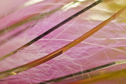 Picture of AK, LAKE CLARK NP PINK AND GOLD FISHING FLY