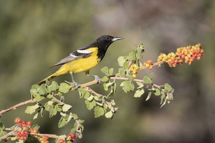 Picture of AZ, SANTA RITA MTS SCOTTS ORIOLE ON BRANCH