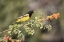 Picture of AZ, SANTA RITA MTS SCOTTS ORIOLE ON BRANCH