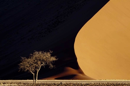 Picture of NAMIBIA, NAMIB-NAUKLUFT PARK RED SAND DUNES
