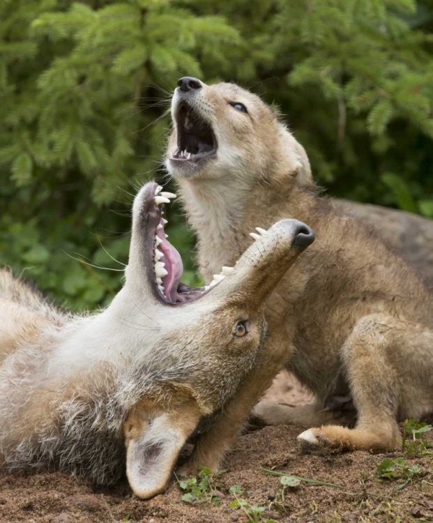 Picture of MINNESOTA, SANDSTONE COYOTE AND PUP HOWLING