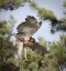 Picture of INDIANA, INDIANAPOLIS YOUNG RED-TAILED HAWK