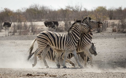 Picture of NAMIBIA, ETOSHA NP TWO ZEBRAS PLAY FIGHTING