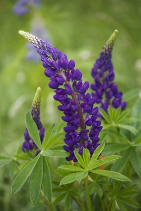 Picture of CANADA, NEW BRUNSWICK LUPINE FLOWERS