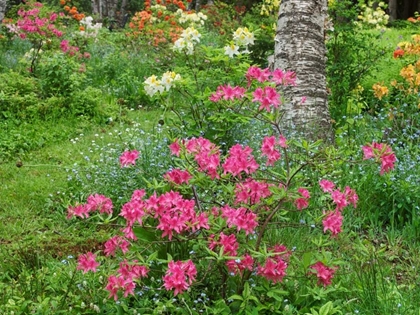 Picture of CANADA, NEW BRUNSWICK, GARDEN FLOWERS