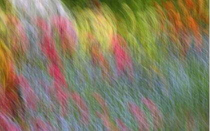 Picture of CANADA ABSTRACT BLUR OF GARDEN COLORS