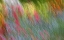 Picture of CANADA ABSTRACT BLUR OF GARDEN COLORS