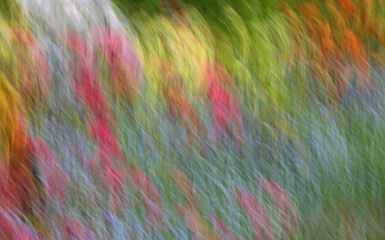 Picture of CANADA ABSTRACT BLUR OF GARDEN COLORS