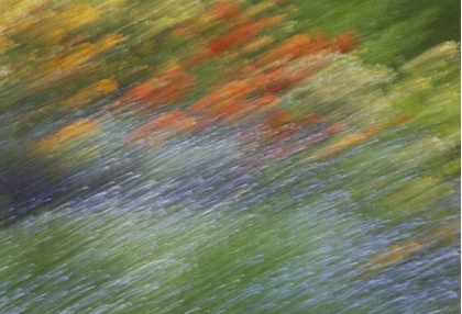 Picture of CANADA ABSTRACT BLUR OF GARDEN COLORS