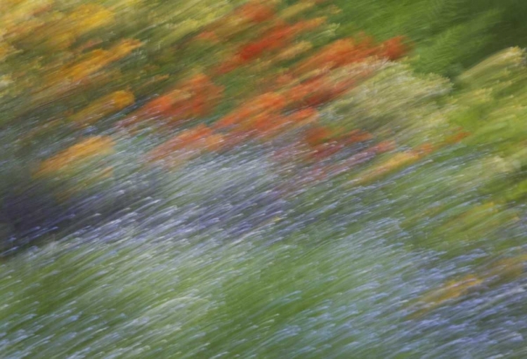 Picture of CANADA ABSTRACT BLUR OF GARDEN COLORS