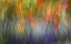 Picture of CANADA ABSTRACT BLUR OF GARDEN COLORS