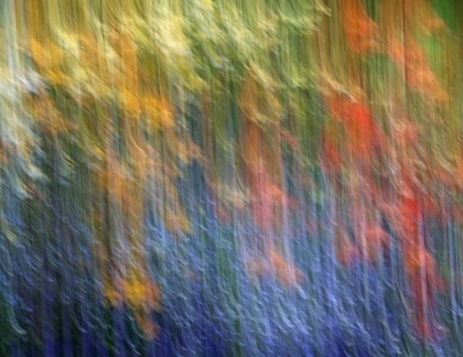 Picture of CANADA ABSTRACT BLUR OF GARDEN COLORS