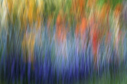 Picture of CANADA ABSTRACT BLUR OF GARDEN COLORS