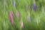 Picture of CANADA ABSTRACT BLUR OF GARDEN COLORS