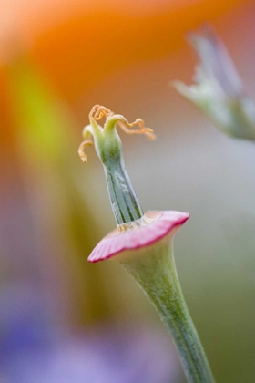 Picture of CALIFORNIA, POPPY FLOWER WITHOUT PETALS