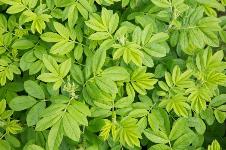 Picture of CANADA, NEW BRUNSWICK LEAFY VEGETATION