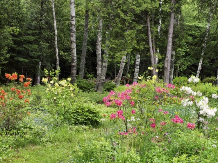 Picture of CANADA, NEW BRUNSWICK, GARDEN AND FOREST