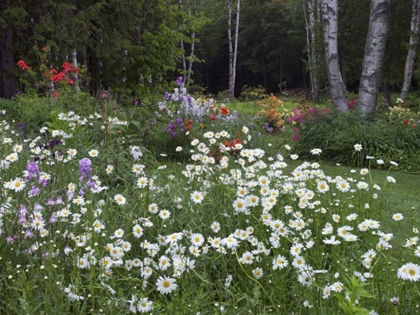 Picture of CANADA, NEW BRUNSWICK, GARDEN AND FOREST