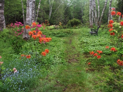 Picture of CANADA, NEW BRUNSWICK, GARDEN AND FOREST