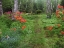Picture of CANADA, NEW BRUNSWICK, GARDEN AND FOREST