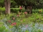Picture of CANADA, NEW BRUNSWICK, GARDEN AND FOREST