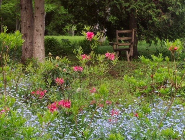 Picture of CANADA, NEW BRUNSWICK, GARDEN AND FOREST