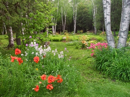 Picture of CANADA, NEW BRUNSWICK, GARDEN AND FOREST