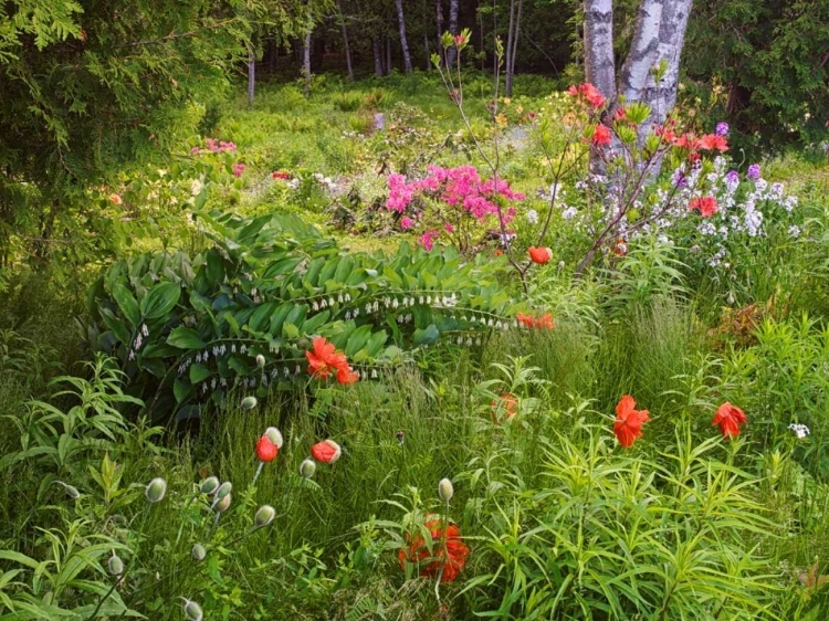 Picture of CANADA, NEW BRUNSWICK, GARDEN AND FOREST