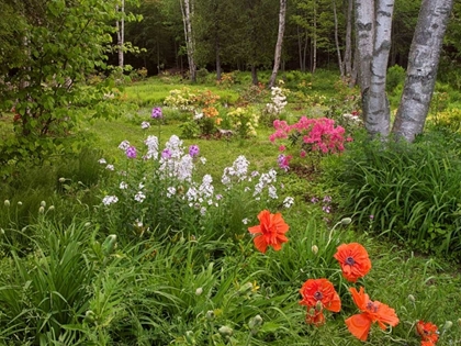 Picture of CANADA, NEW BRUNSWICK, GARDEN AND FOREST