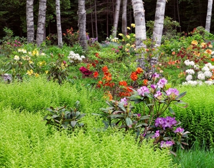 Picture of CANADA, NEW BRUNSWICK, GARDEN AND FOREST