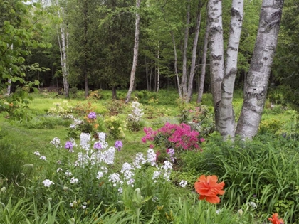 Picture of CANADA, NEW BRUNSWICK, FOREST AND GARDEN