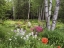 Picture of CANADA, NEW BRUNSWICK, FOREST AND GARDEN
