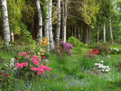 Picture of CANADA, NEW BRUNSWICK, FOREST AND GARDEN