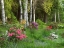 Picture of CANADA, NEW BRUNSWICK, FOREST AND GARDEN