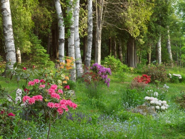 Picture of CANADA, NEW BRUNSWICK, FOREST AND GARDEN