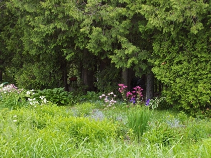 Picture of CANADA, NEW BRUNSWICK, FOREST AND GARDEN