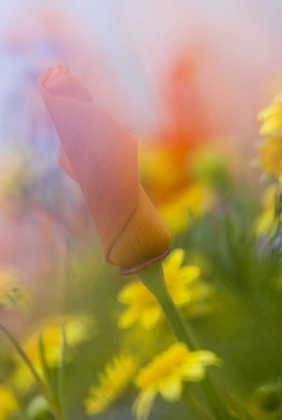 Picture of CA, ANTELOPE VALLEY, ABSTRACT OF POPPIES