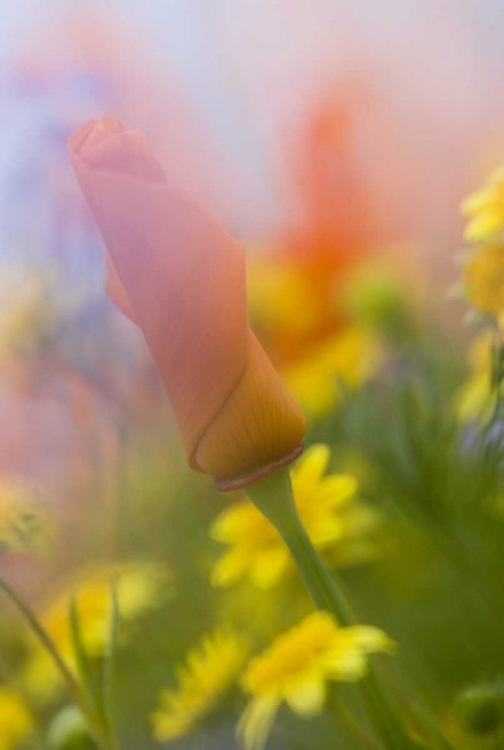 Picture of CA, ANTELOPE VALLEY, ABSTRACT OF POPPIES