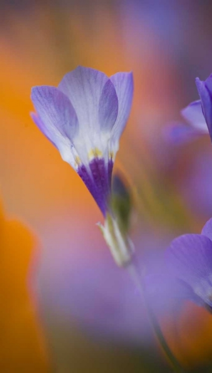 Picture of CALIFORNIA, ANTELOPE VALLEY, GILIA FLOWER