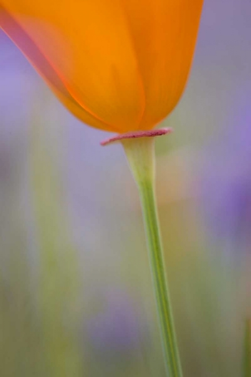 Picture of CALIFORNIA, ANTELOPE VALLEY, POPPY FLOWER