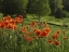 Picture of CANADA, NEW BRUNSWICK POPPIES AND FOREST