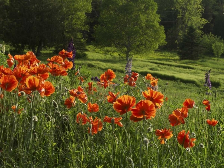 Picture of CANADA, NEW BRUNSWICK POPPIES AND FOREST