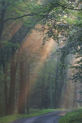 Picture of PA, LIGHT RAYS STREAMING THROUGH A FOREST